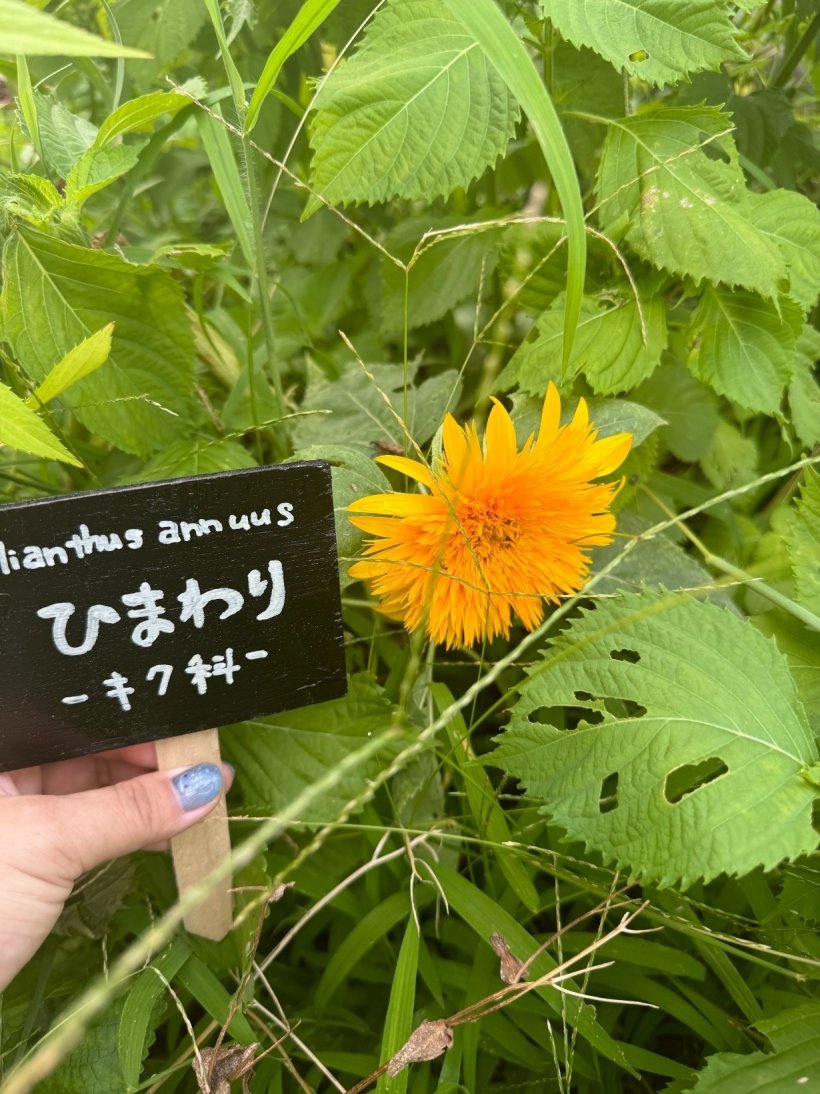 八重の向日葵と看板